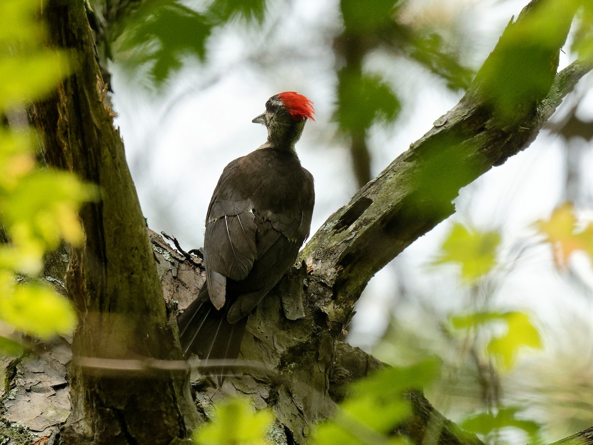 Pileated Woodpecker - ML641295592