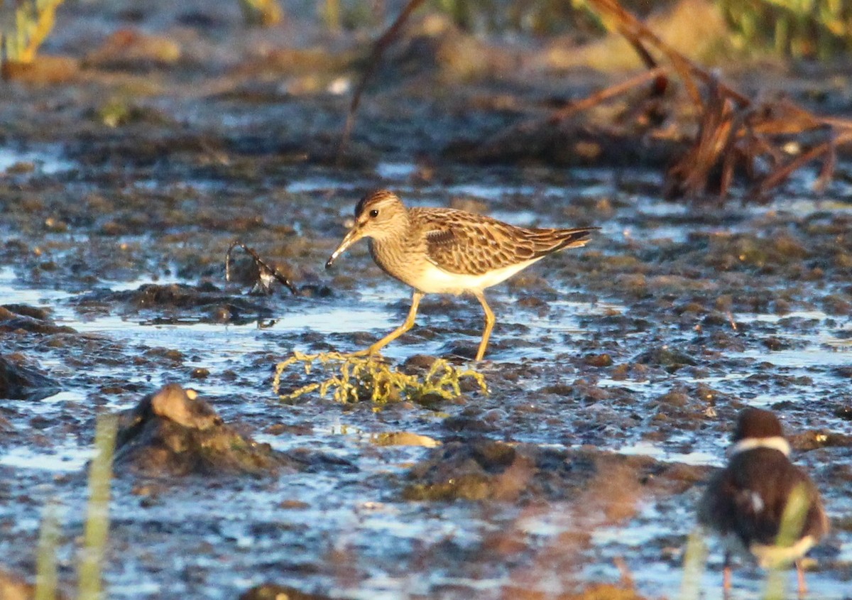 Pectoral Sandpiper - ML641295595