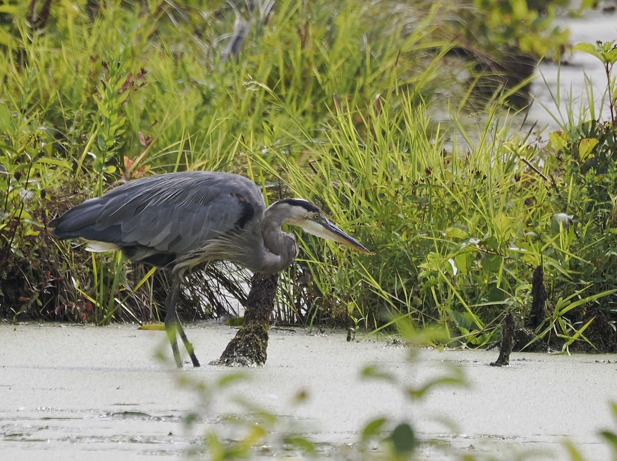Great Blue Heron (Great Blue) - ML641295606
