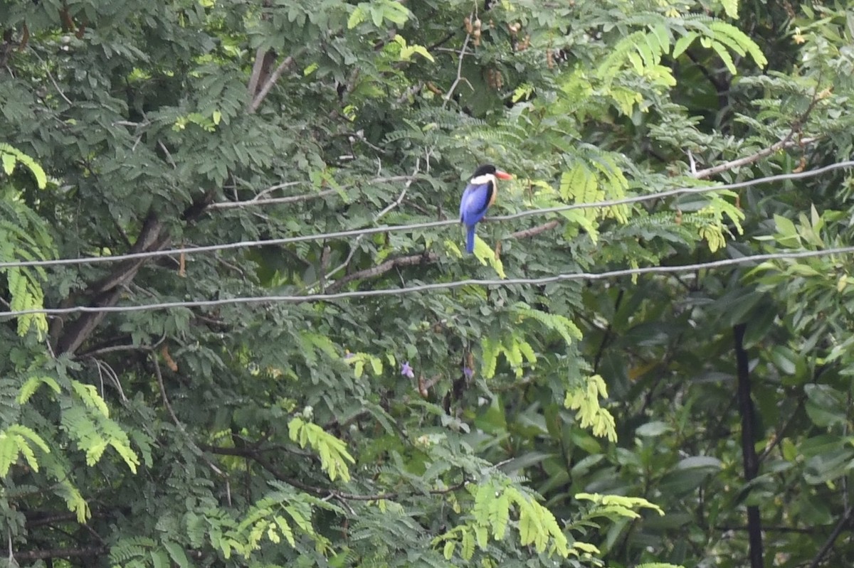 Black-capped Kingfisher - ML641295609