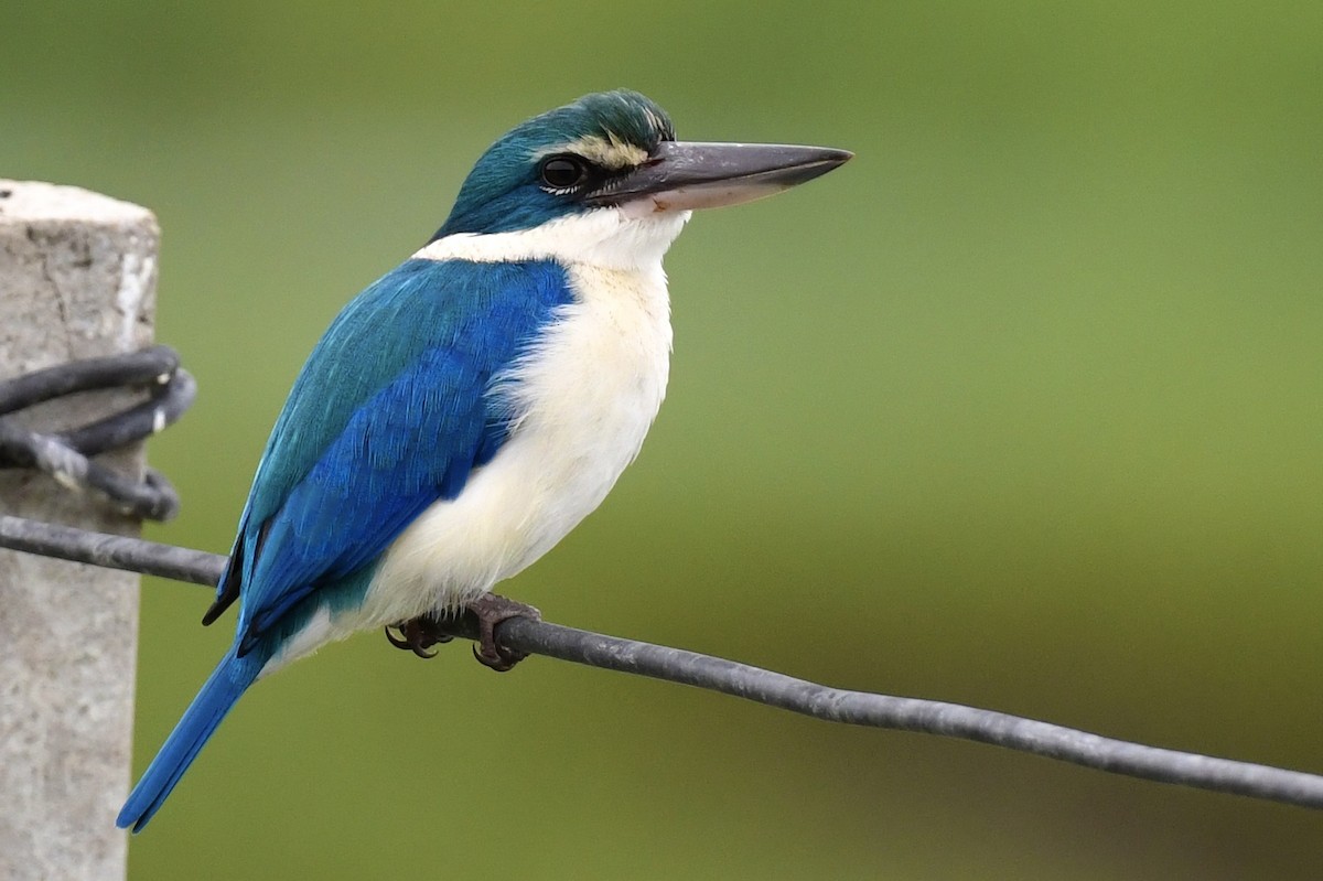 Collared Kingfisher (Oriental) - ML641295620