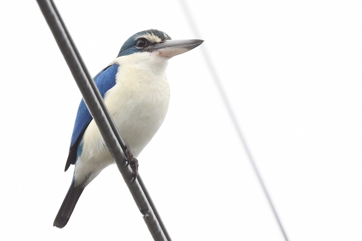Collared Kingfisher (Oriental) - ML641295621