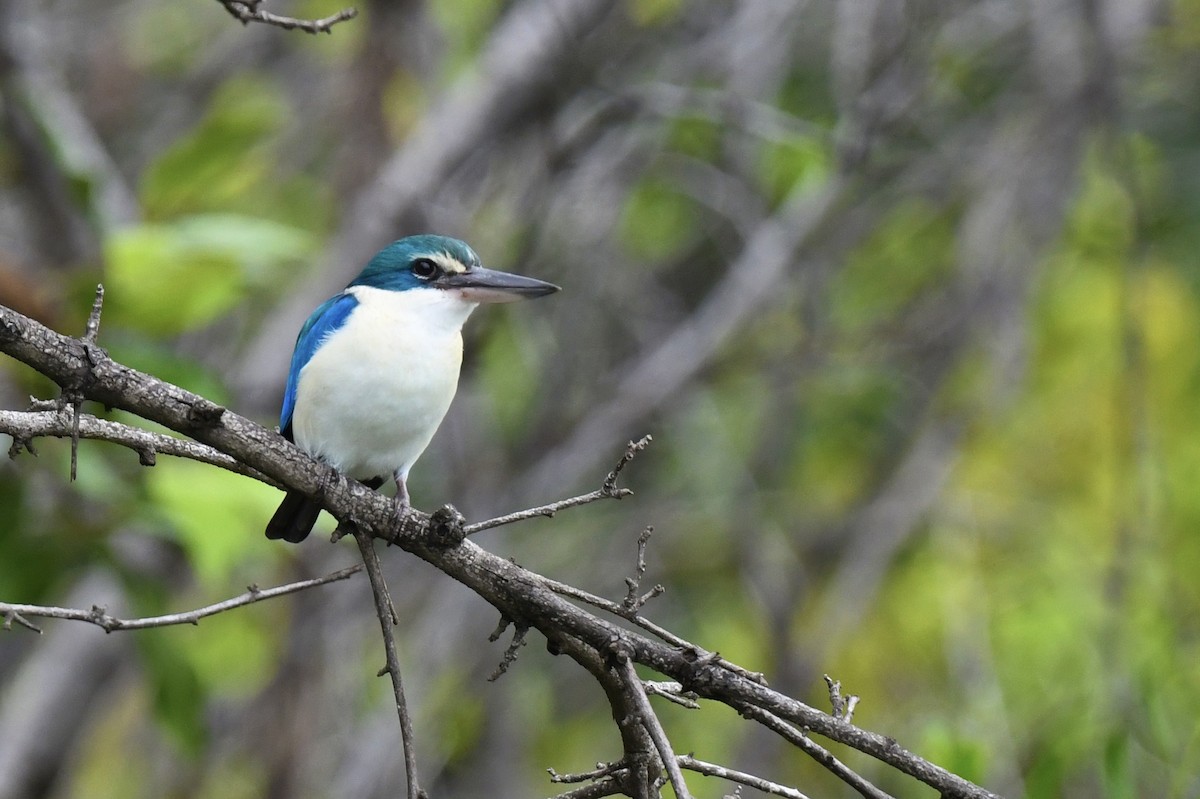 Collared Kingfisher (Oriental) - ML641295622