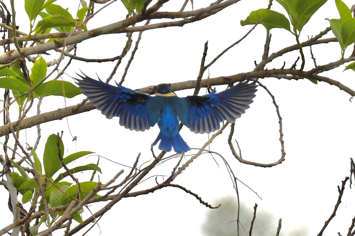 Collared Kingfisher (Oriental) - ML641295623