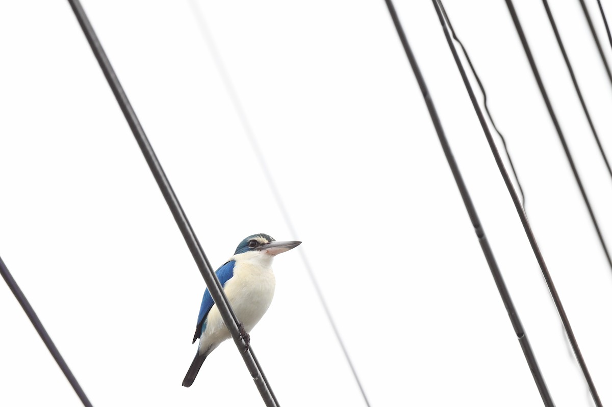 Collared Kingfisher (Oriental) - ML641295624