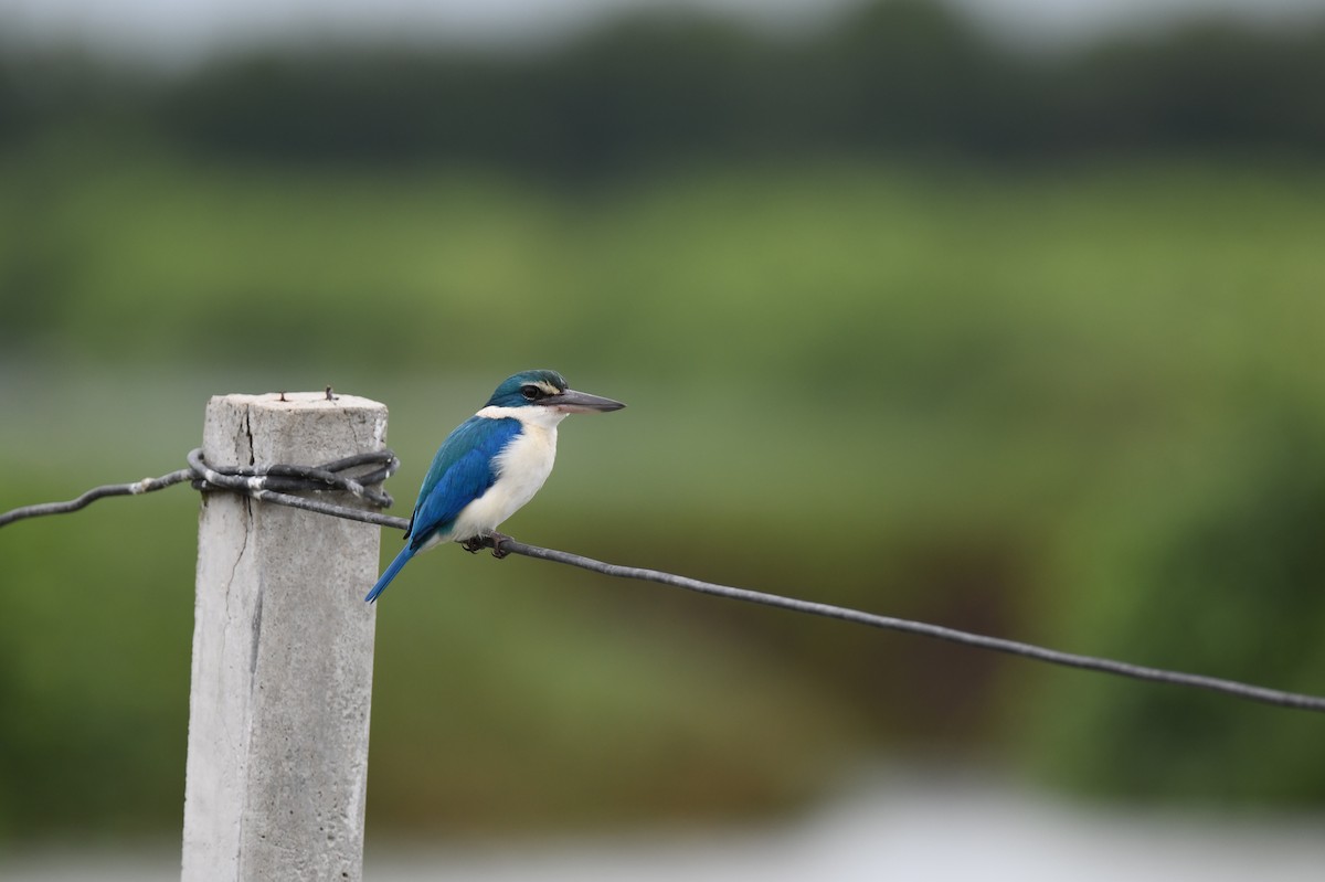 Collared Kingfisher (Oriental) - ML641295629