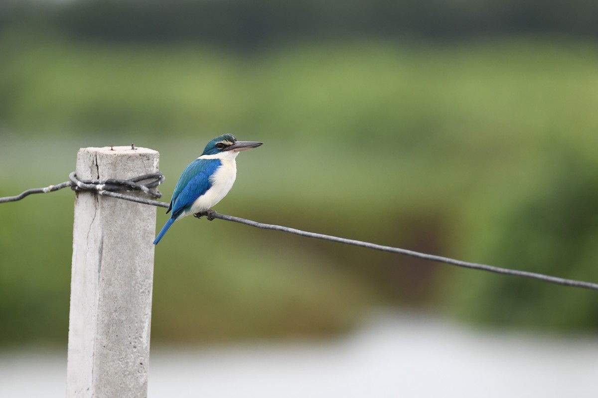 Collared Kingfisher (Oriental) - ML641295630