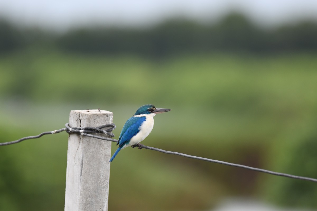 Collared Kingfisher (Oriental) - ML641295631