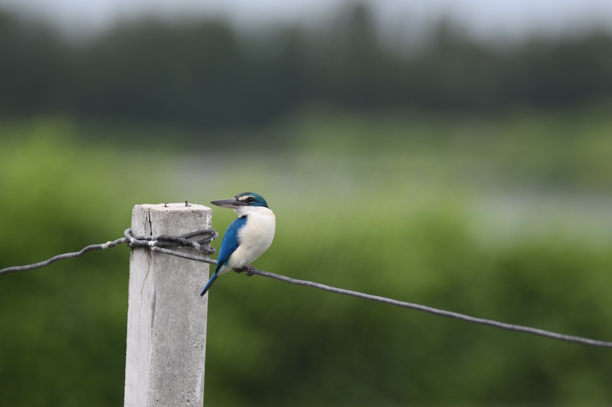 Collared Kingfisher (Oriental) - ML641295632