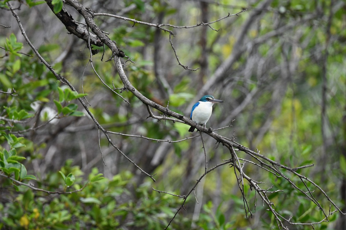 Collared Kingfisher (Oriental) - ML641295633