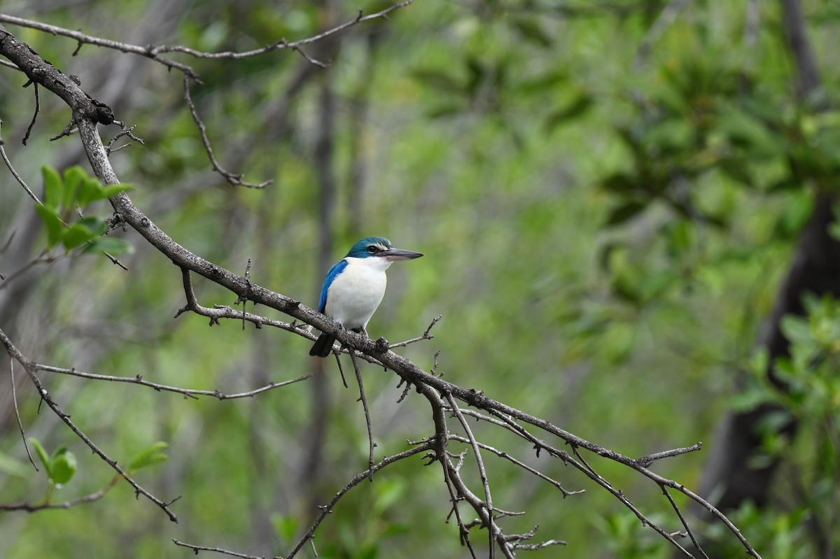 Collared Kingfisher (Oriental) - ML641295634