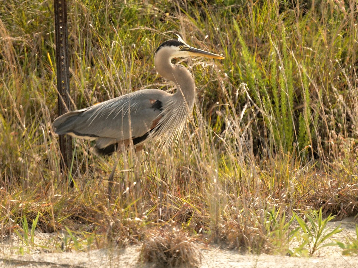 Great Blue Heron - ML641295635