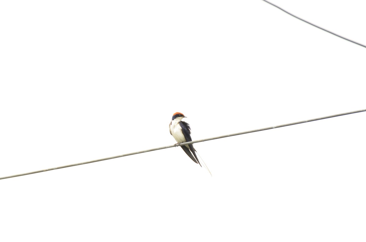 Wire-tailed Swallow - ML641295637