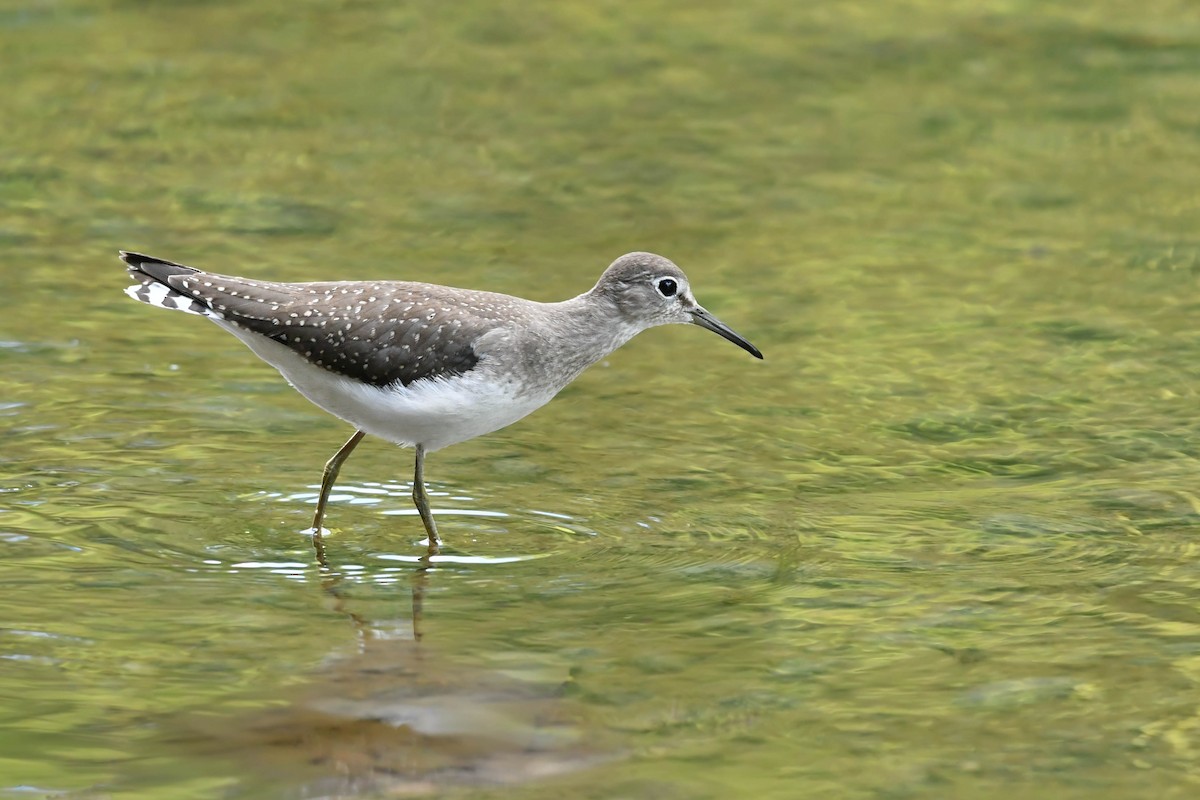 Solitary Sandpiper - ML641295639