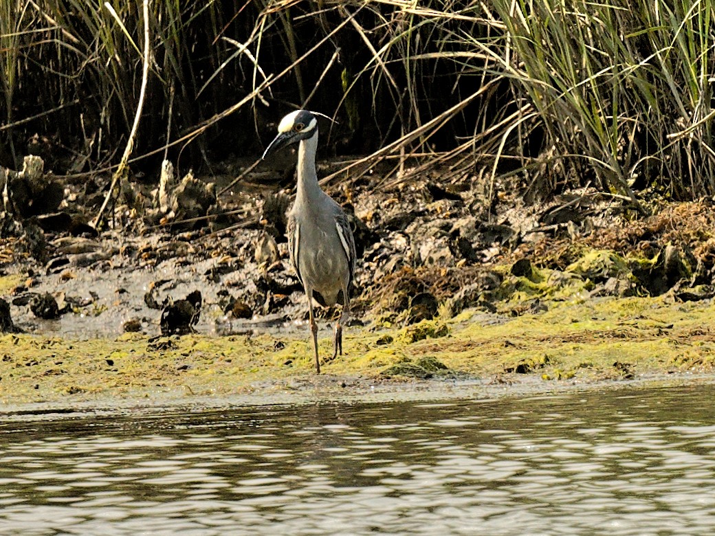 Yellow-crowned Night Heron - ML641295643