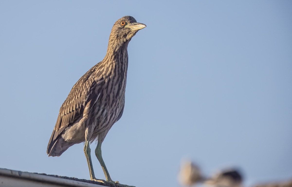 Black-crowned Night Heron - ML641295654