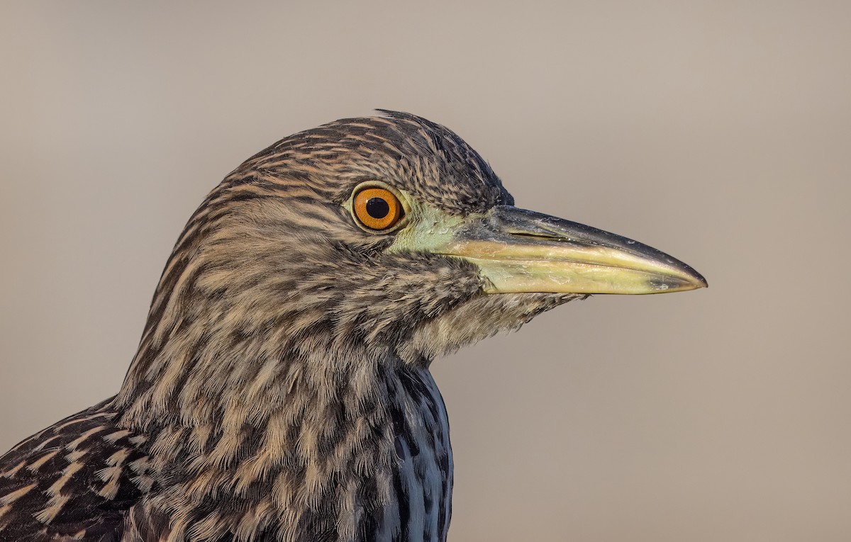 Black-crowned Night Heron - ML641295656