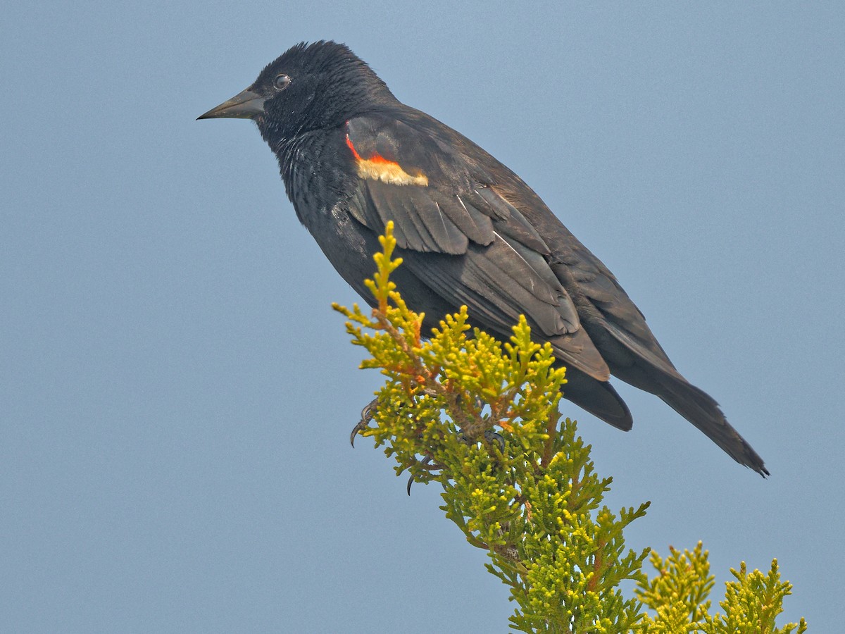 Red-winged Blackbird - ML641295657