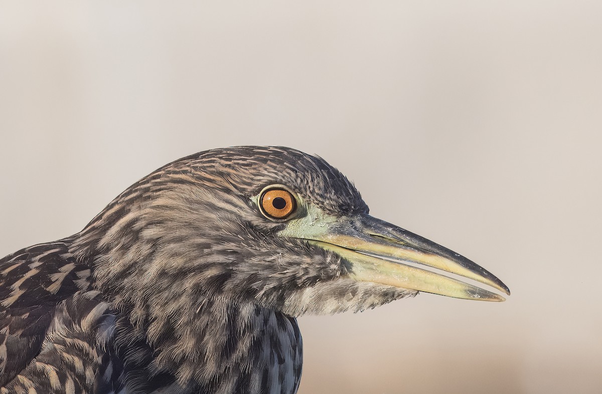 Black-crowned Night Heron - ML641295658