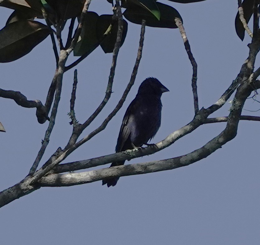Blue Grosbeak - ML641295659