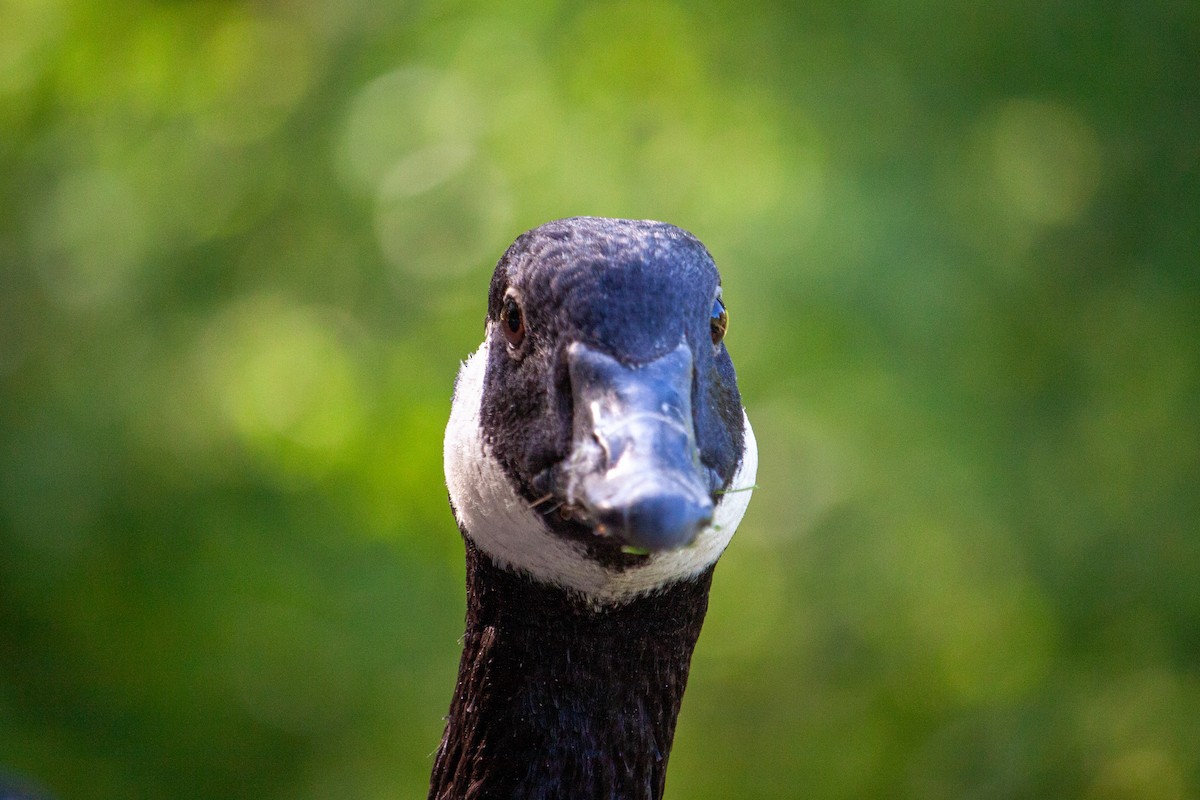 Canada Goose - ML641295662