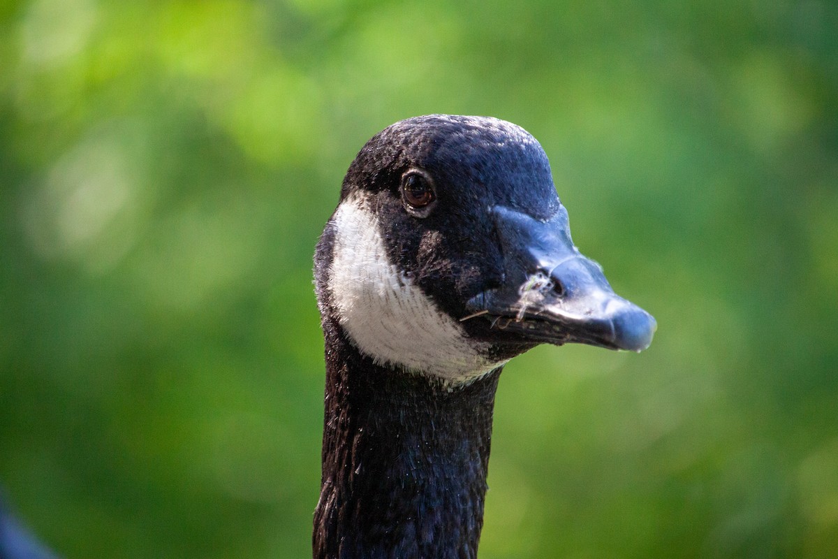 Canada Goose - ML641295663