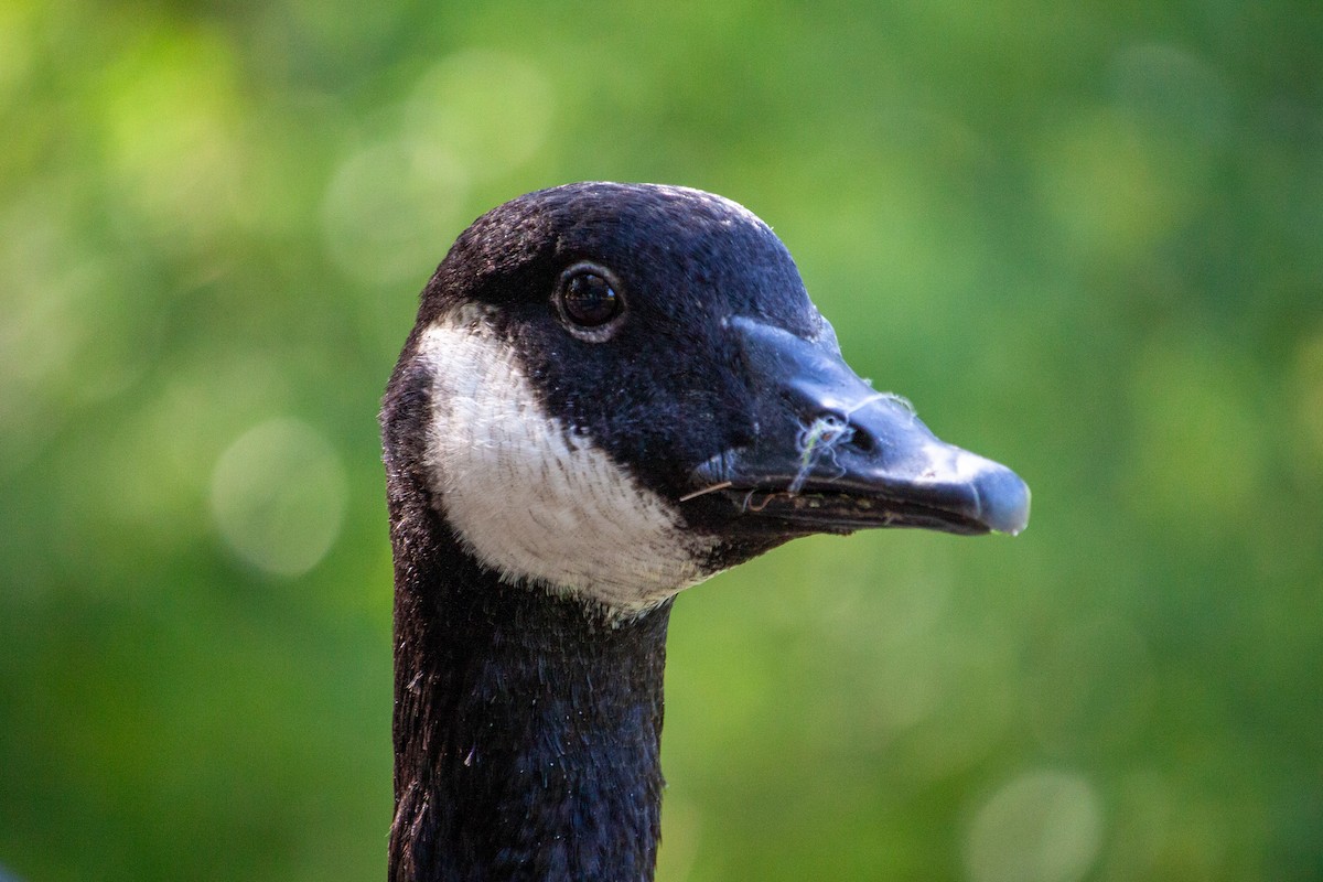 Canada Goose - ML641295664