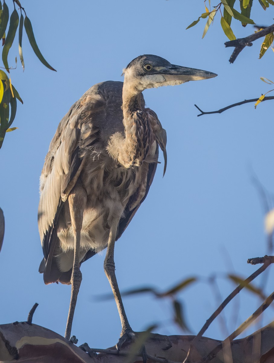 Great Blue Heron - ML641295665
