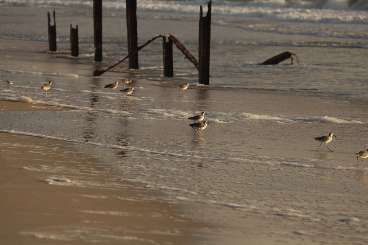 Willet - ML641295666