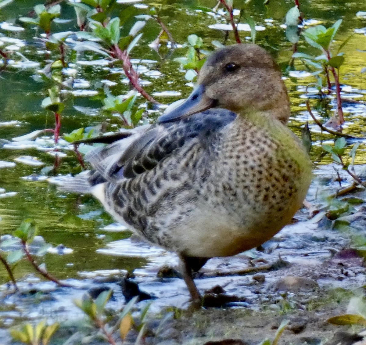 Green-winged Teal - ML641295667
