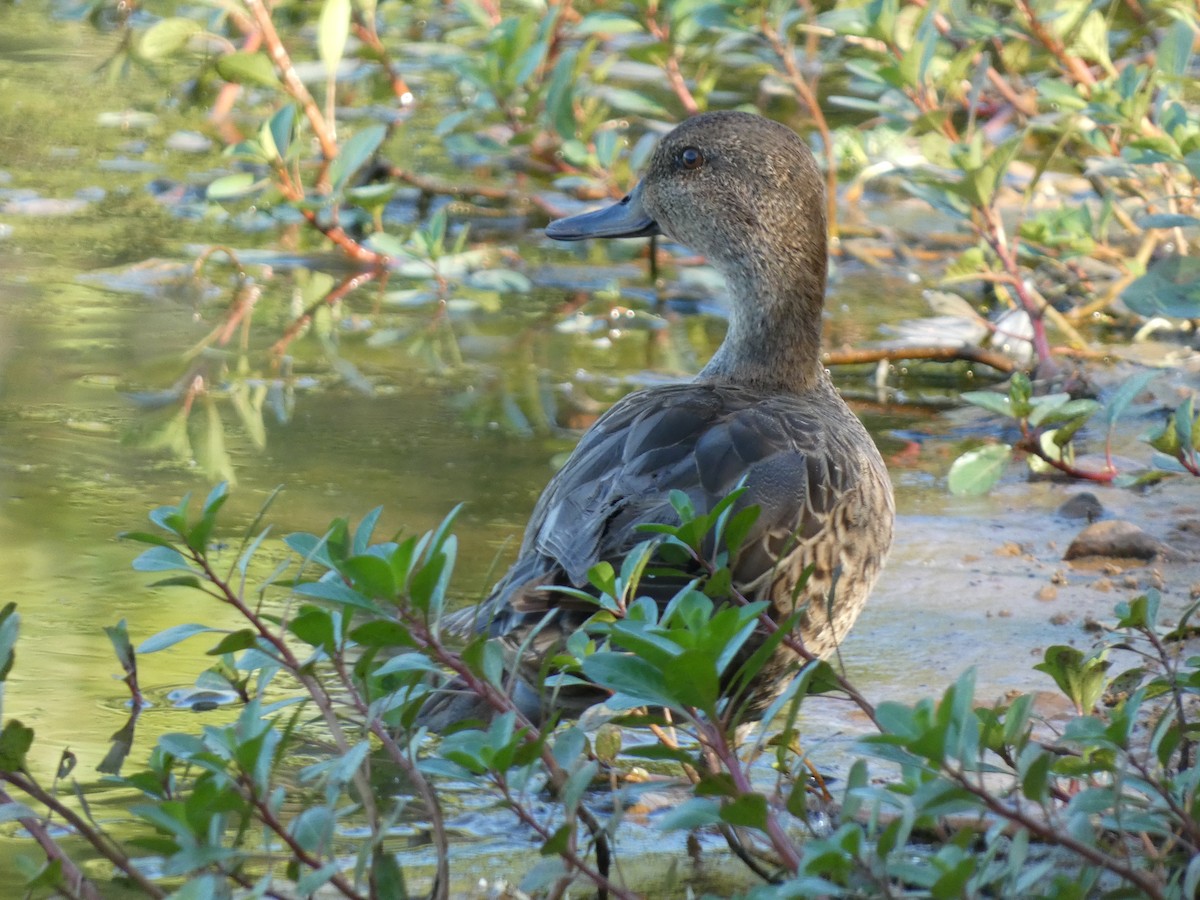 Green-winged Teal - ML641295668