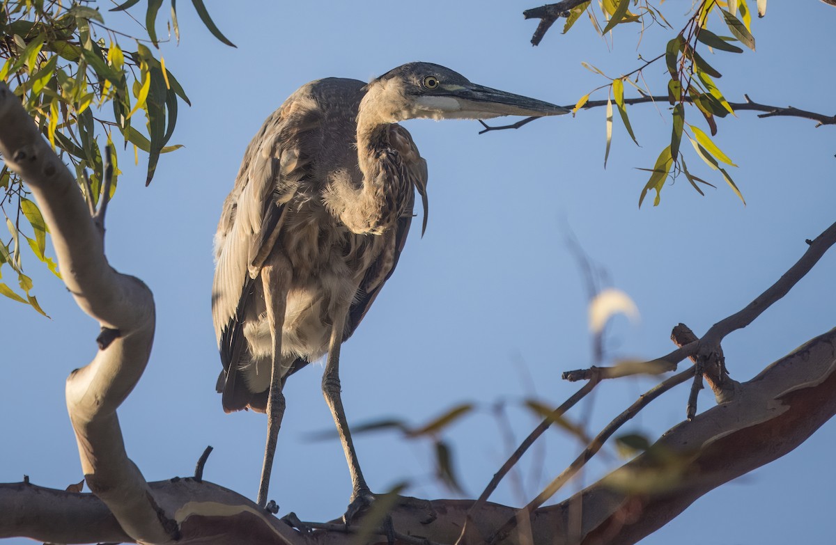 Great Blue Heron - ML641295669