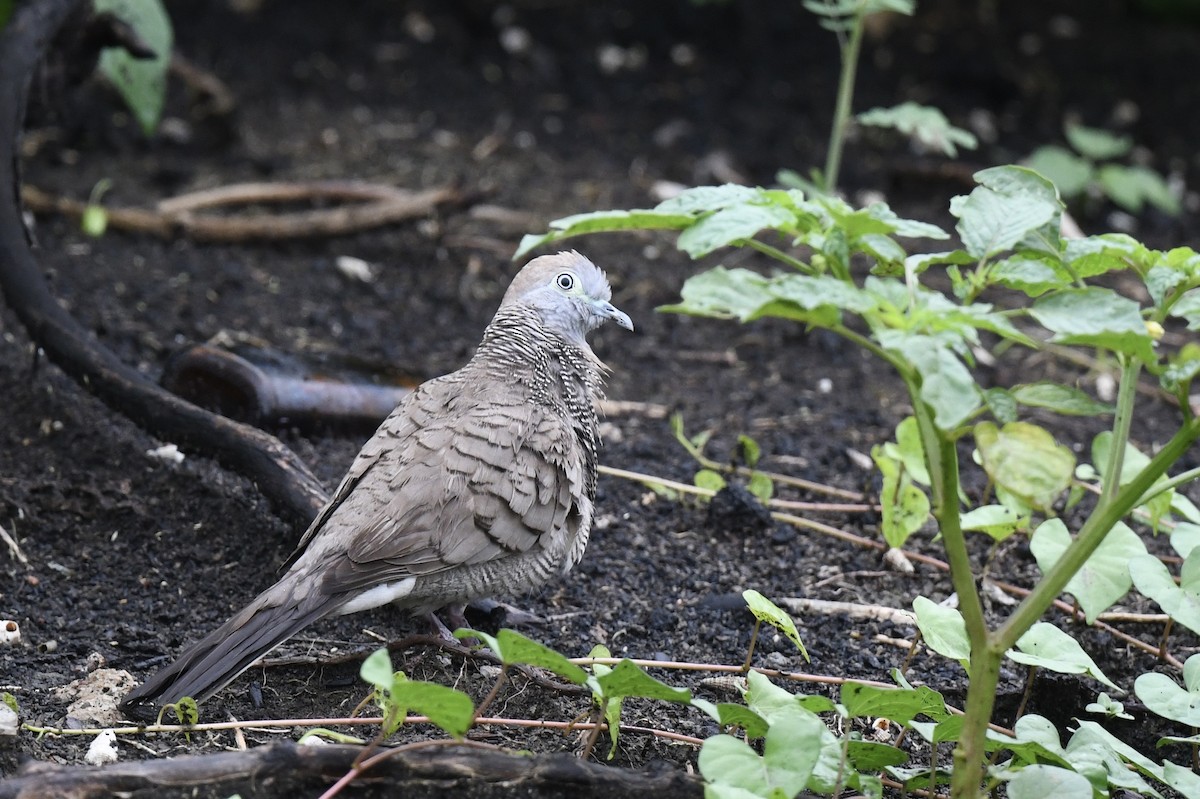 Zebra Dove - ML641295670