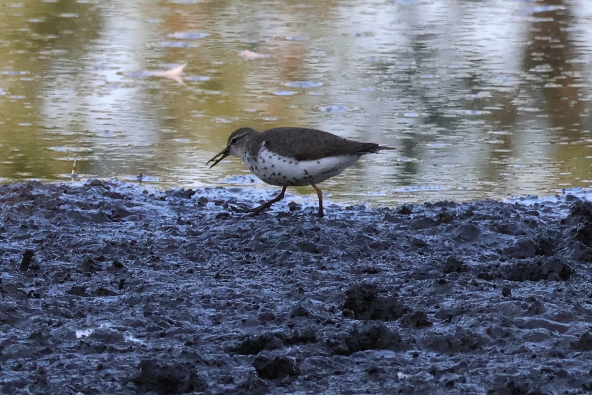 Spotted Sandpiper - ML641295672