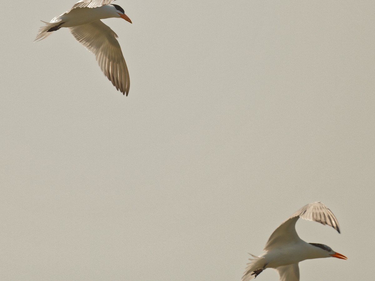 Royal Tern - ML641295675
