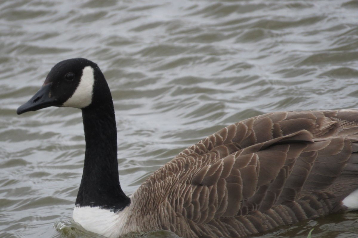 Canada Goose - ML641295676