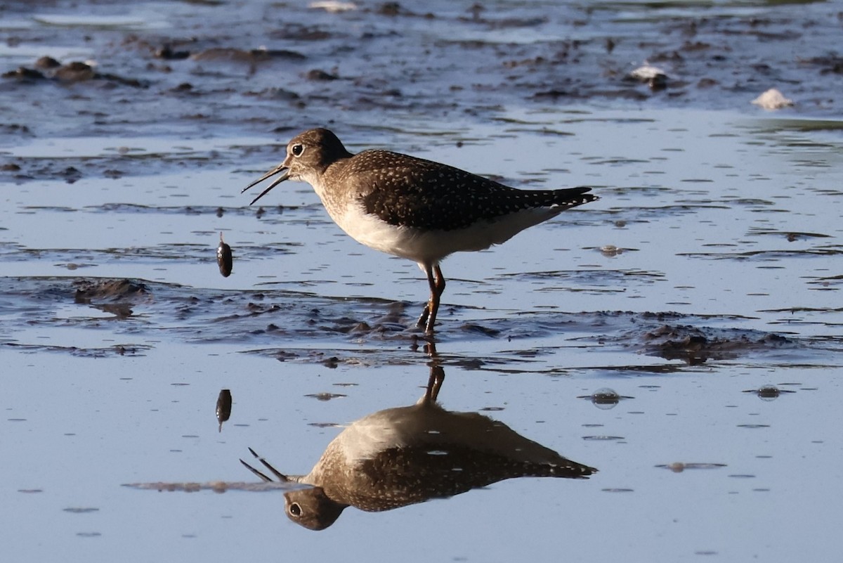 Solitary Sandpiper - ML641295677