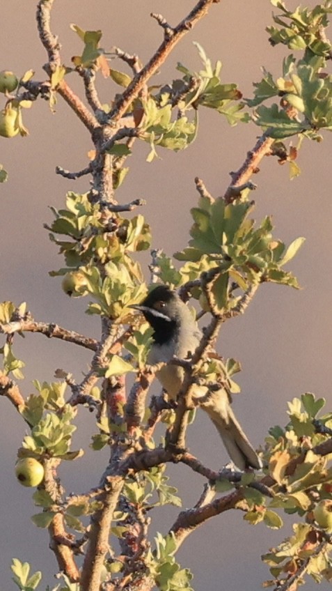 Rüppell's Warbler - ML641295679