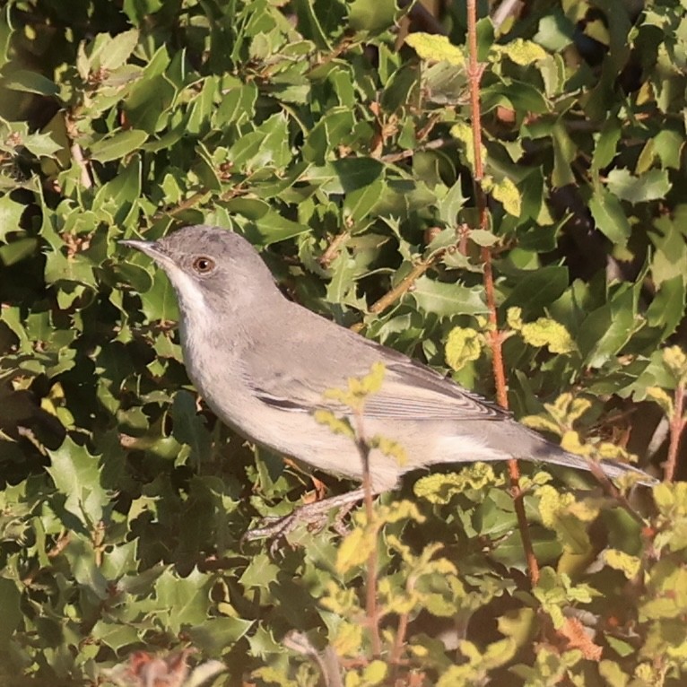 Rüppell's Warbler - ML641295680