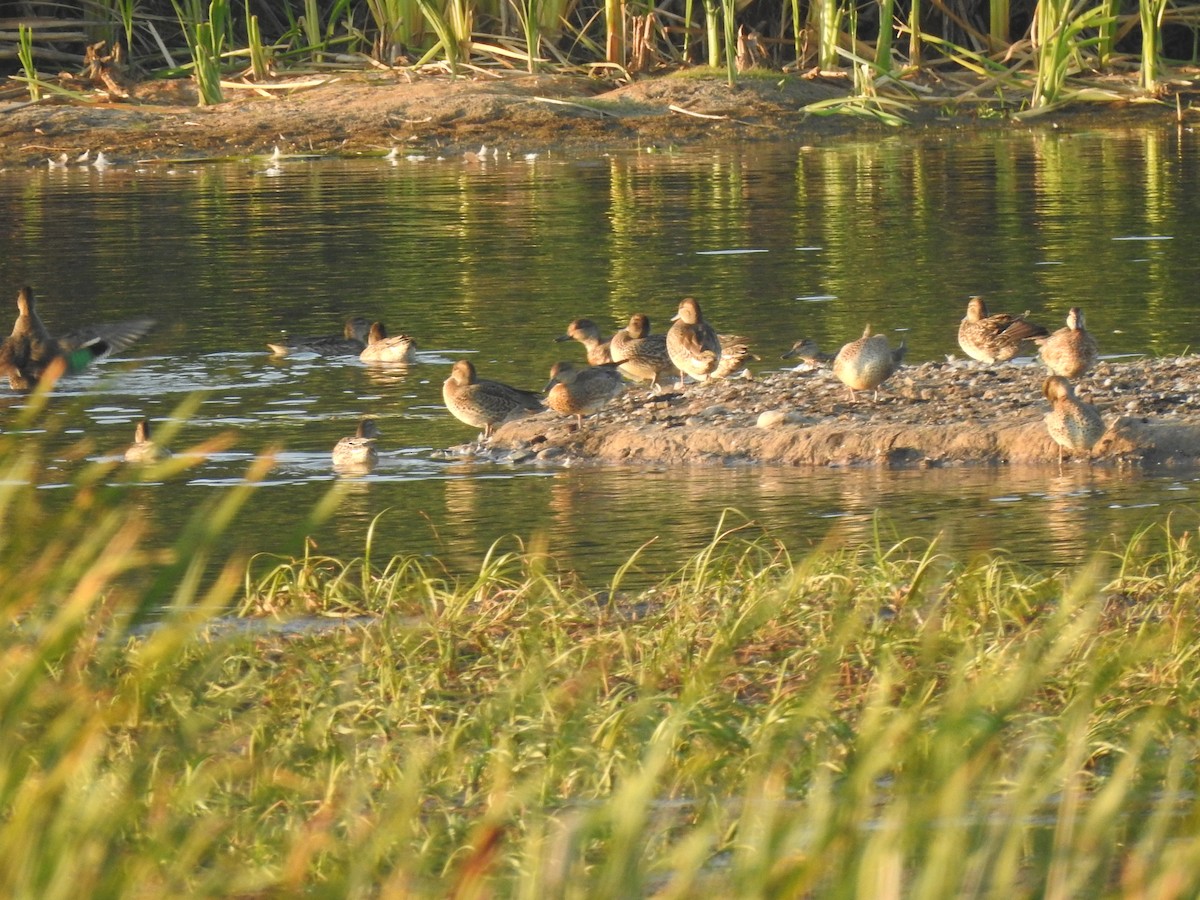 duck sp. - ML641295681