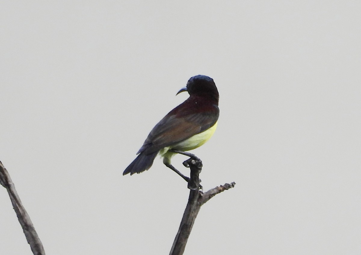 Purple-rumped Sunbird - ML641295683
