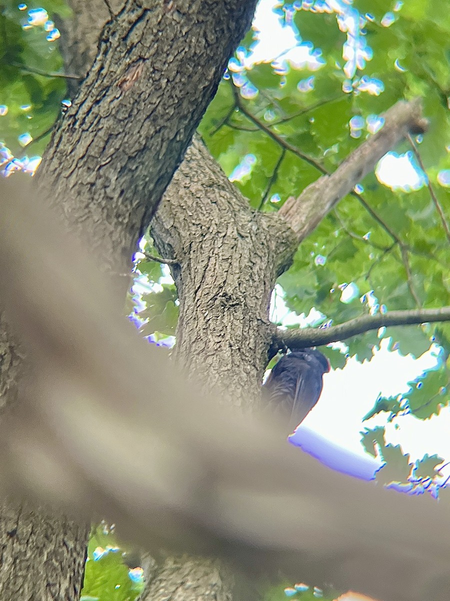 Black Woodpecker - ML641295684