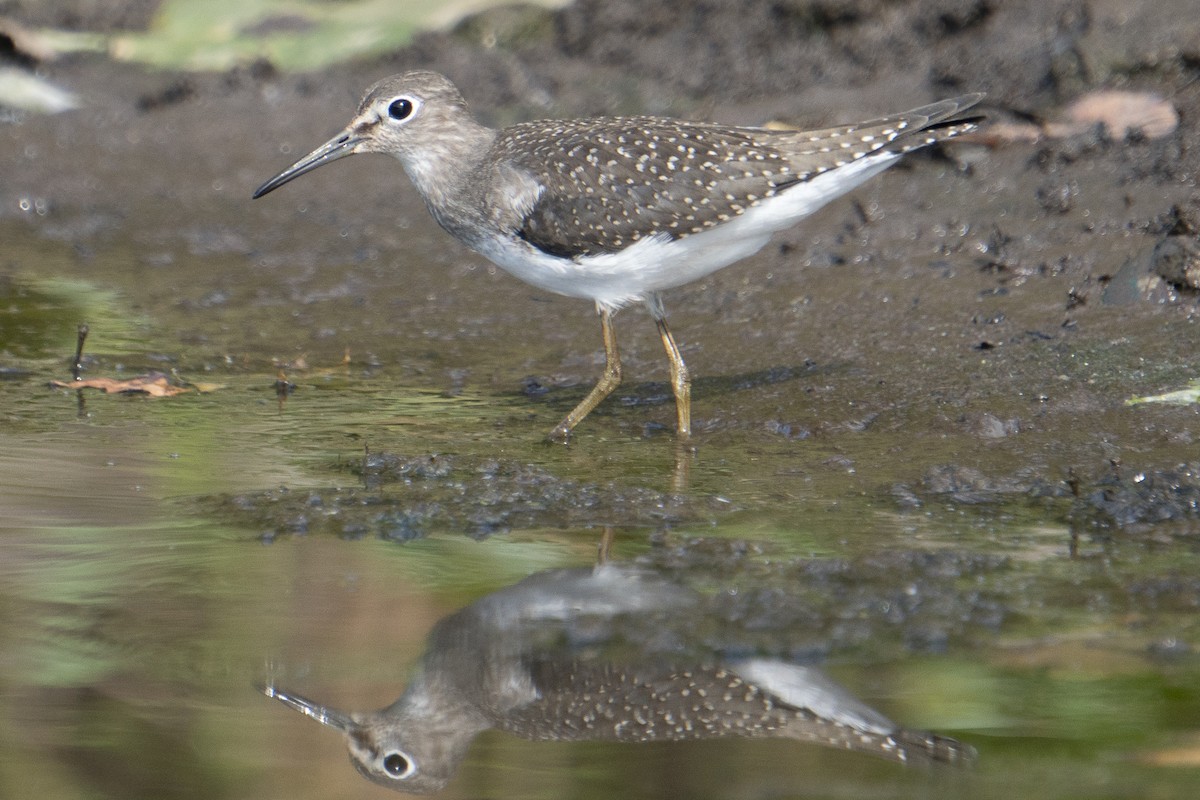 Solitary Sandpiper - ML641295685