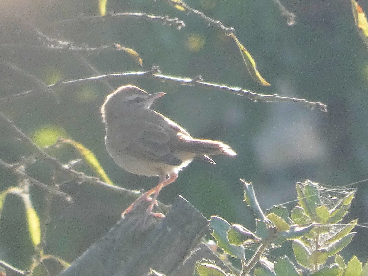 Rufous-tailed Scrub-Robin - ML641295691
