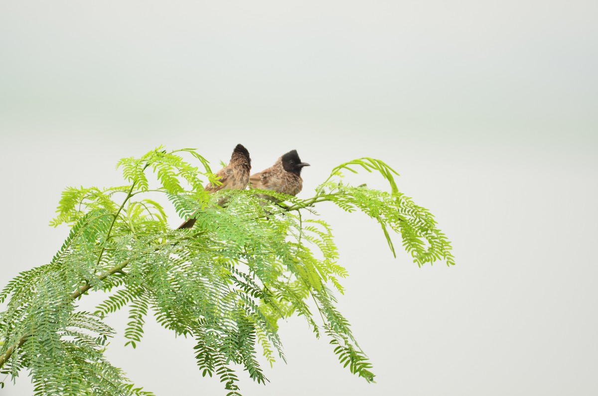 Red-vented Bulbul - ML641295715