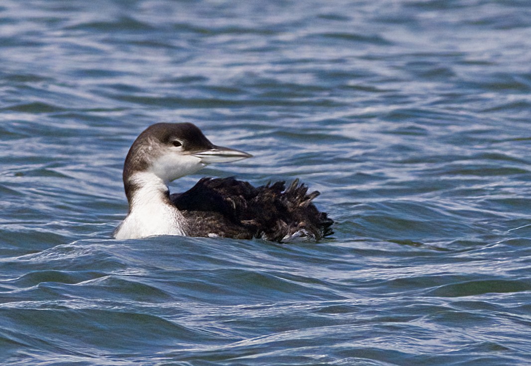 Common Loon - ML641295768