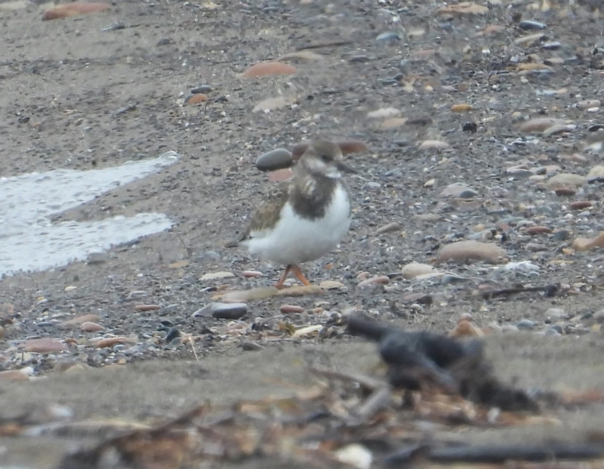Ruddy Turnstone - ML641295769
