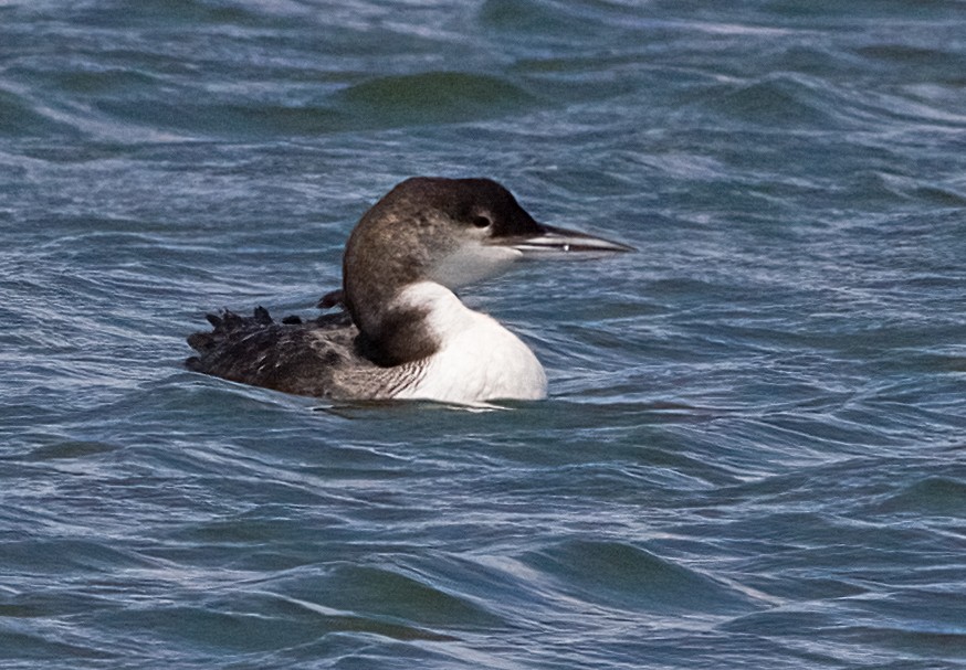 Common Loon - ML641295771