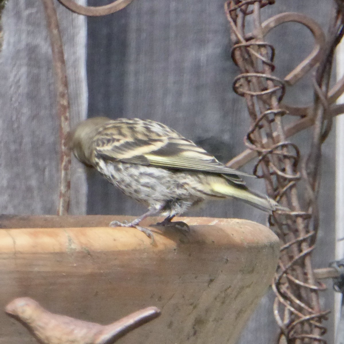 Pine Siskin - ML641295808