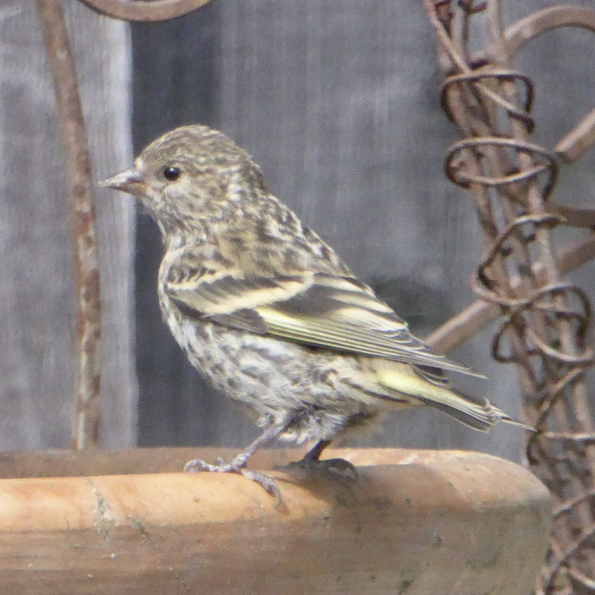 Pine Siskin - ML641295811